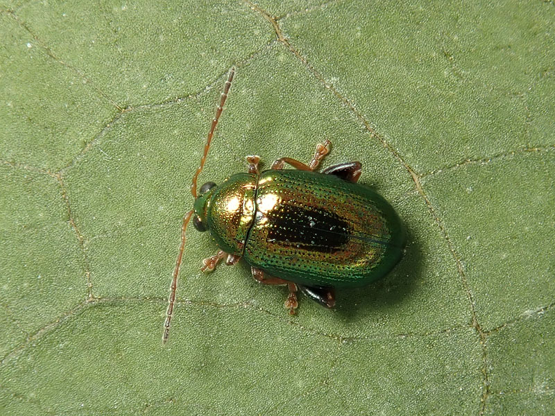 Chrysomelidae: Crepidodera aurea? S.